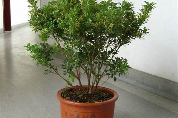 青菜上喷多菌灵多久可以吃