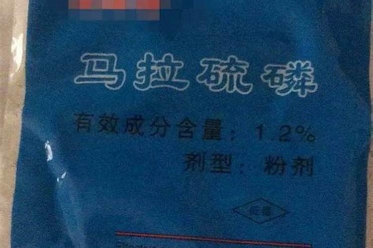 北方养桂花树怎样过冬