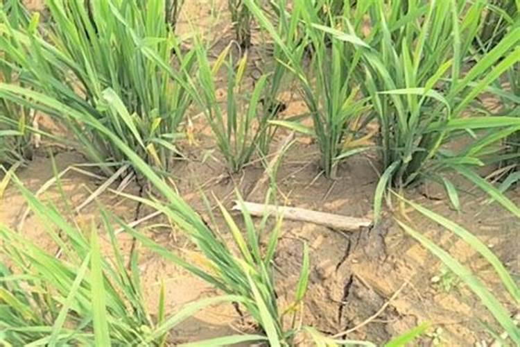 水稻晒田是干嘛的