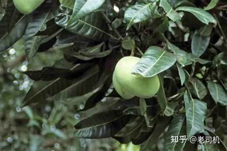 芒果树结果期怎样施肥