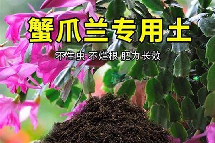 养蟹爪兰里几月份上肥料