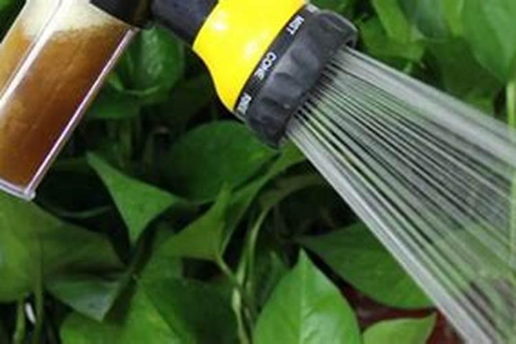 水培植物营养液的使用方法和注意事项