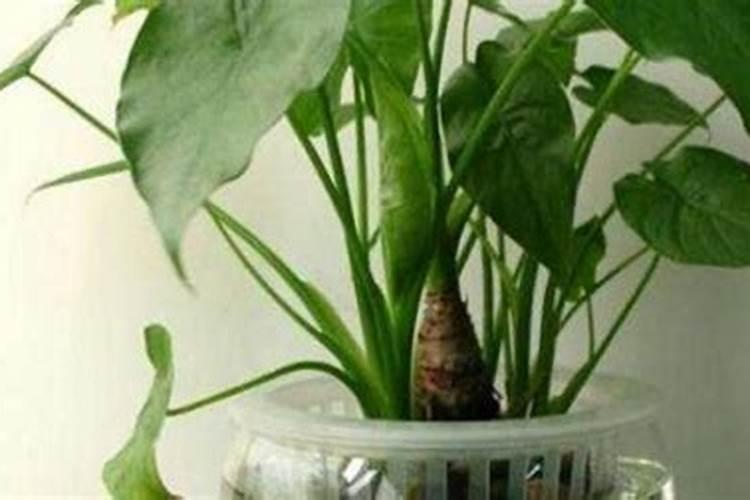 如意花施什么肥最好