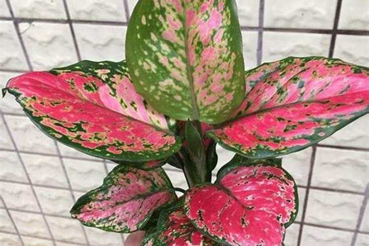 如意花最好的肥料是什么？