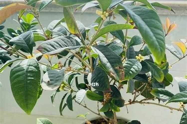 桂花树施肥用什么肥料