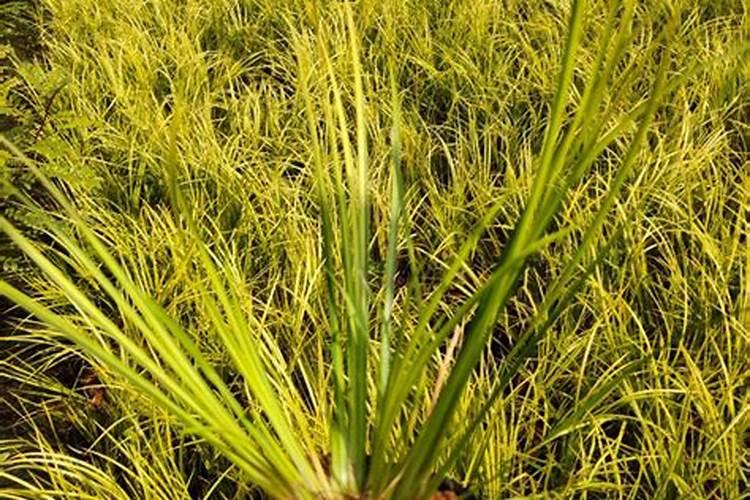 请问怎样种植石菖蒲