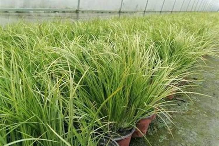 金叶石菖蒲什么时候种植好