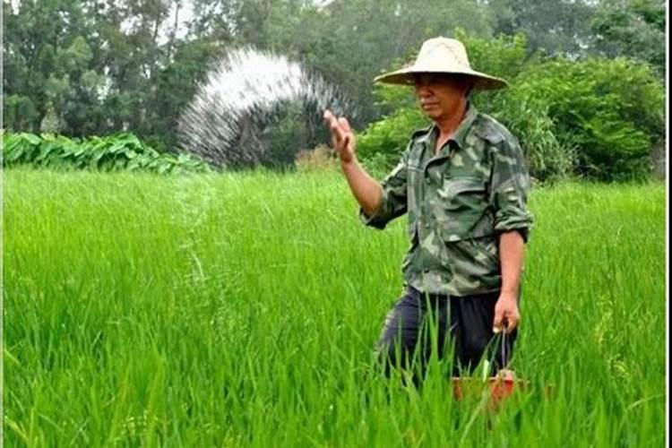 于玉米种植当中,肥料该采用怎样的使用方法？