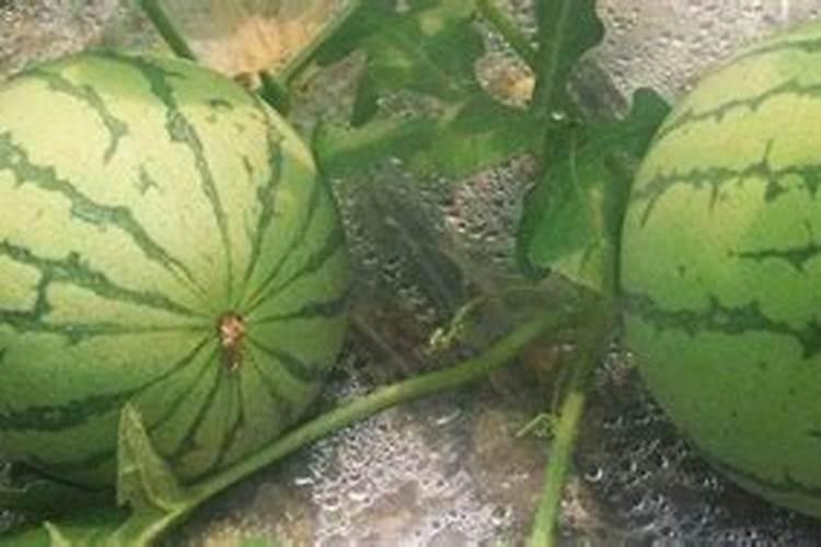 西瓜膨果期如何管理