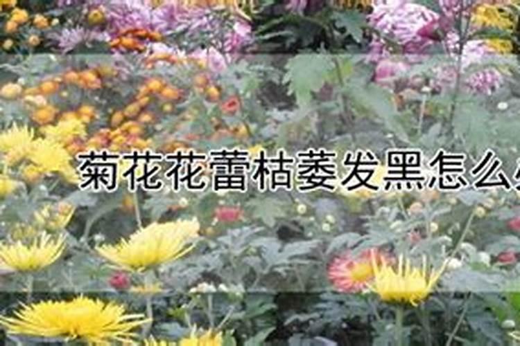 菊花有花苞了,要不要再施肥