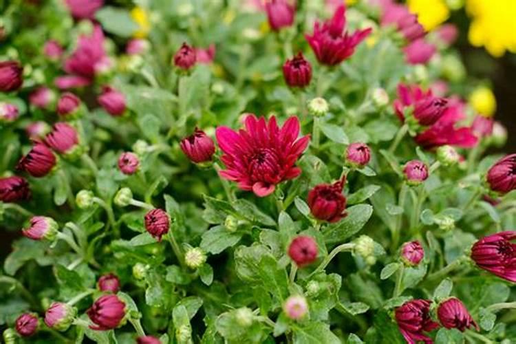 菊花花期需要施肥吗