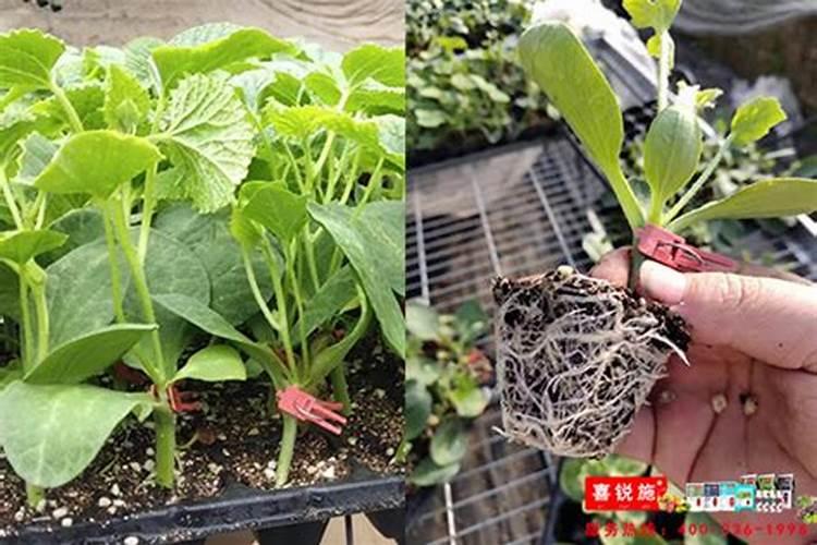 有机肥是指什么肥料 有机肥料的价格制作及使用方法