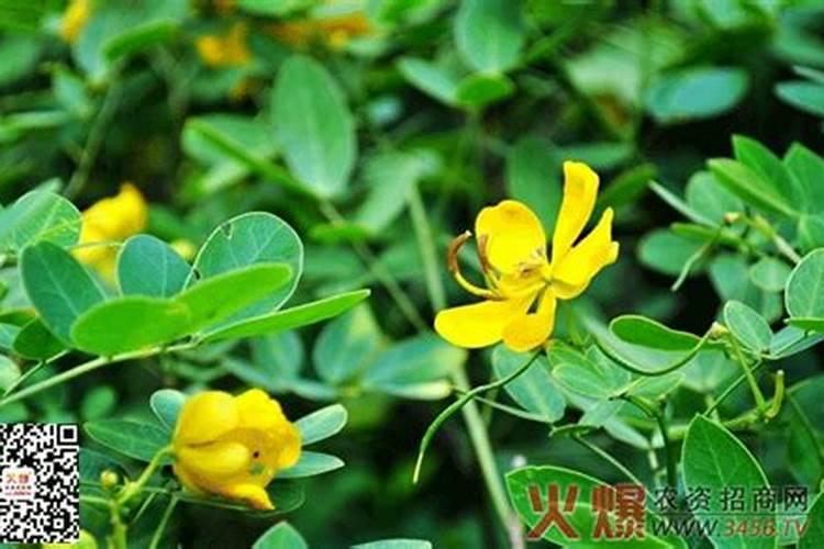 芹菜软腐病用什么药好