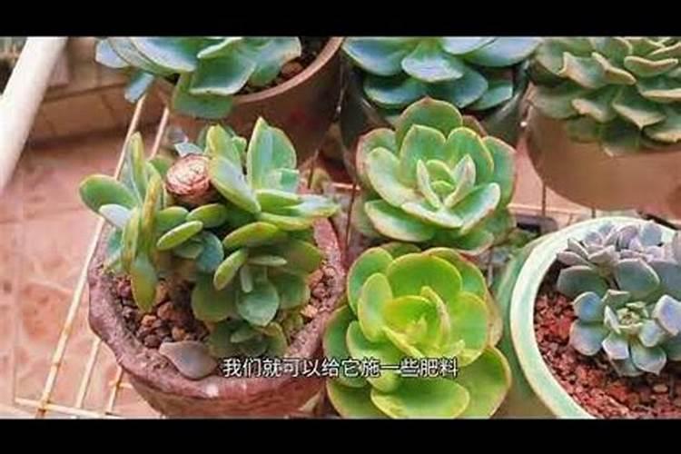 桃树的叶面肥有哪些
