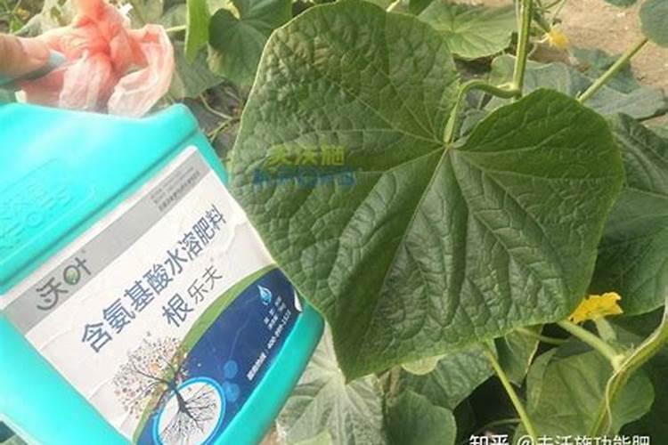 黄瓜生根用什么肥