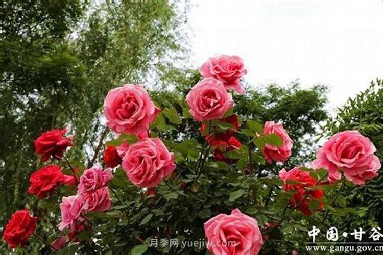月季花肥使用方法