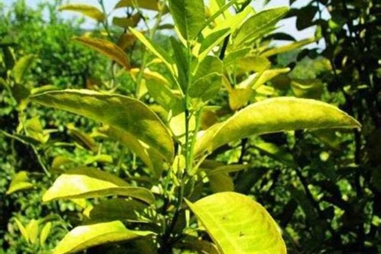 硫酸渣、电石渣可做什么用途？