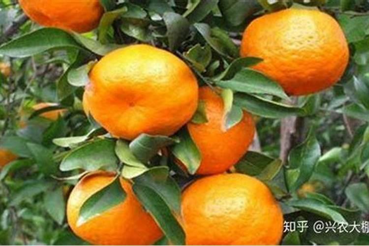 种大蒜什么肥最好