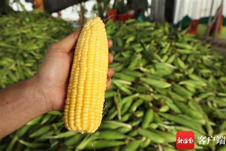 肥料十大名牌玉米专用肥