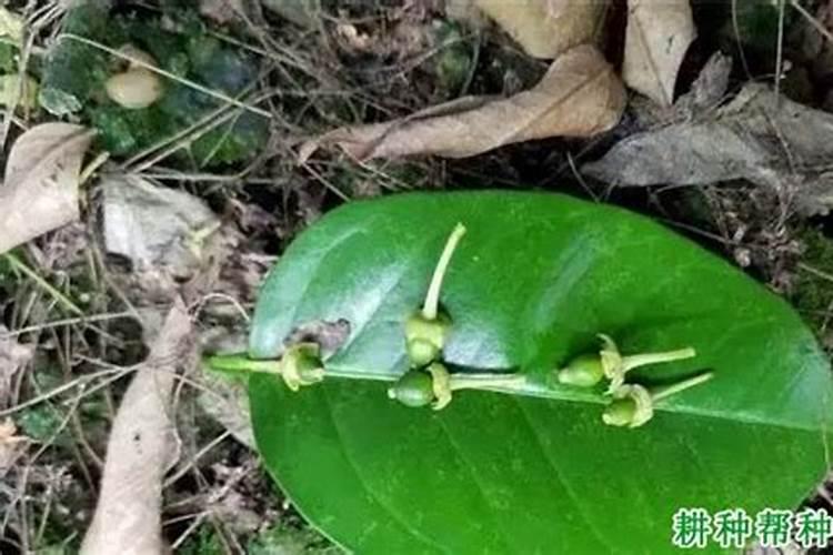 柚子成熟了木质化是什么原因？