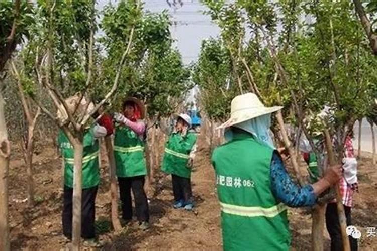 什么叶面肥能使苗木长高？