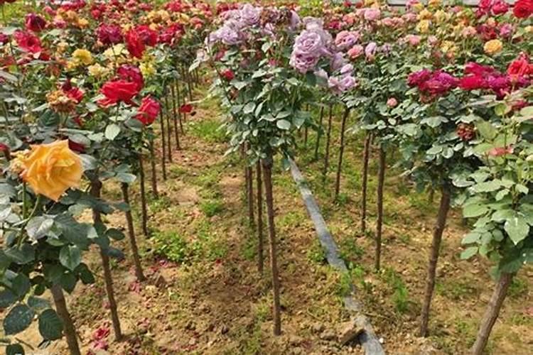 苗木用什么肥料最好