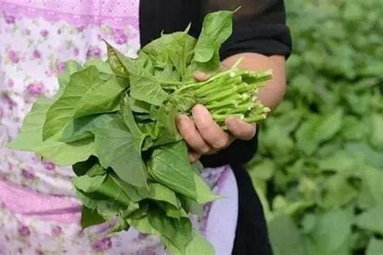 辣椒花果期如何管理