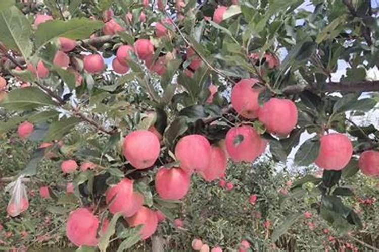 芒果施肥用什么肥料好呢