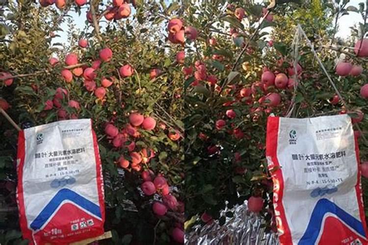 李子树什么时候打药？