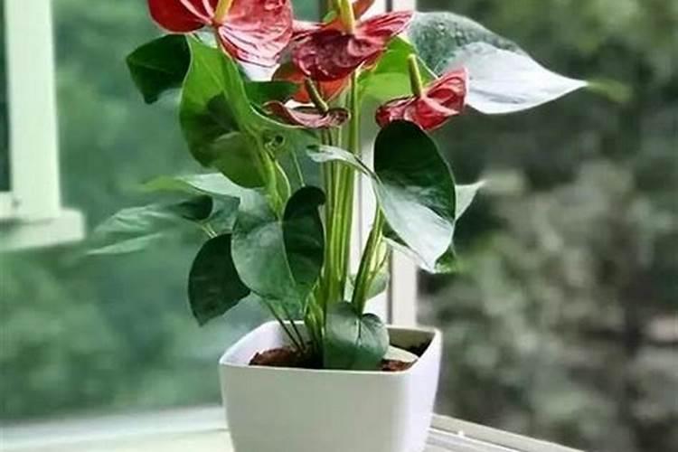 花开时施什么肥最好