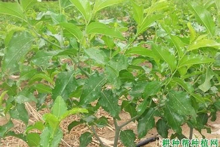 液氮冷冻雀斑出现不良反应后应该怎么处理？