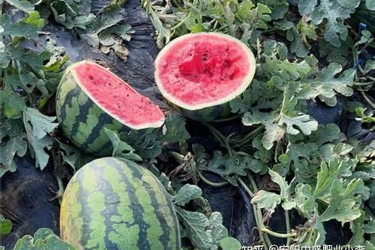 西瓜育苗期用什么水溶肥料能促进苗快速生长？
