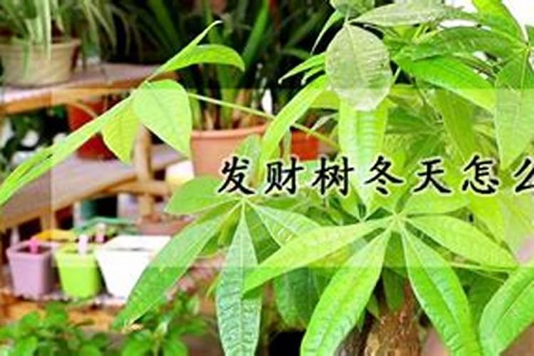 发财树冬天也需要施肥吗？什么样的肥料最合适