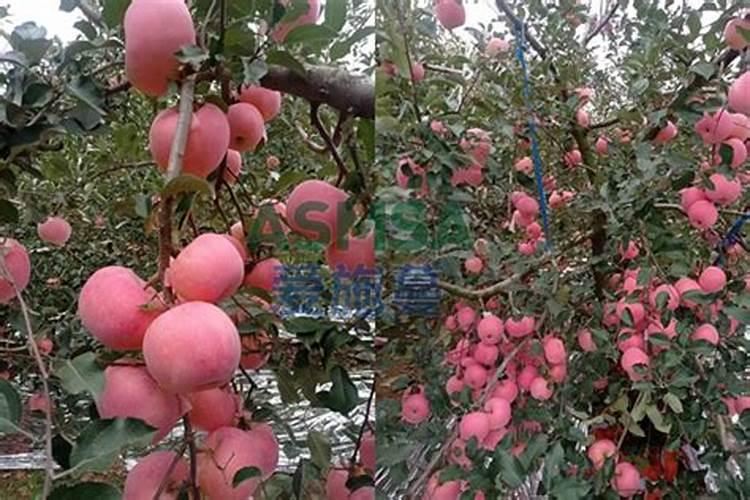 苹果套袋可以施水溶肥吗