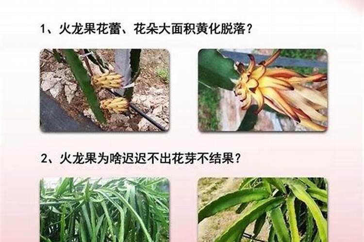 火龙果促花方法与人工催花技巧