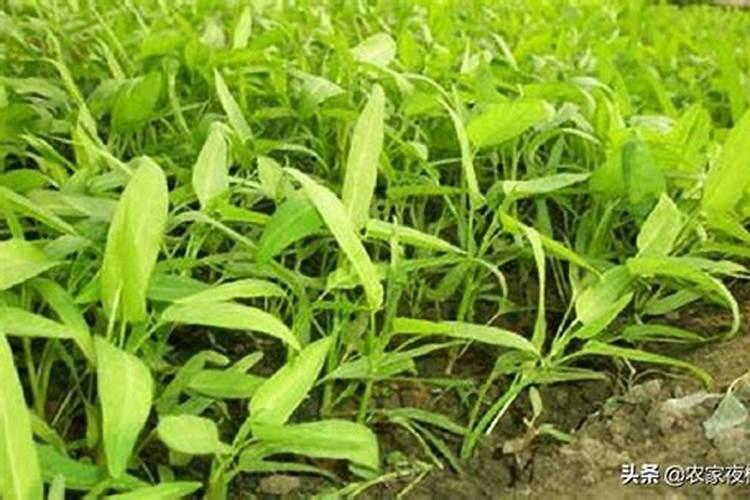 如何用氨水做氮肥请教大家:我想用氨水(25