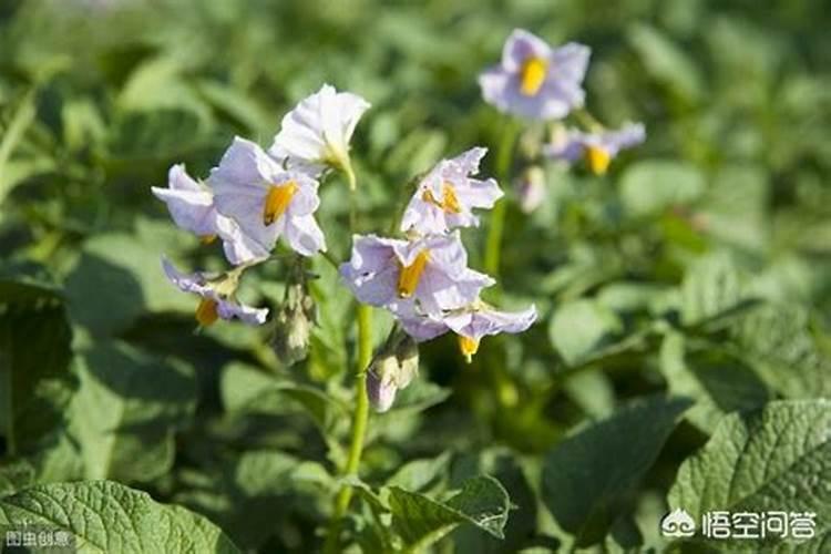 土豆开花后施什么肥料