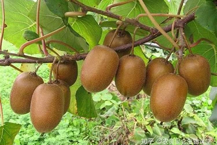 草莓不开花的原因是什么 如何解决草莓开花难