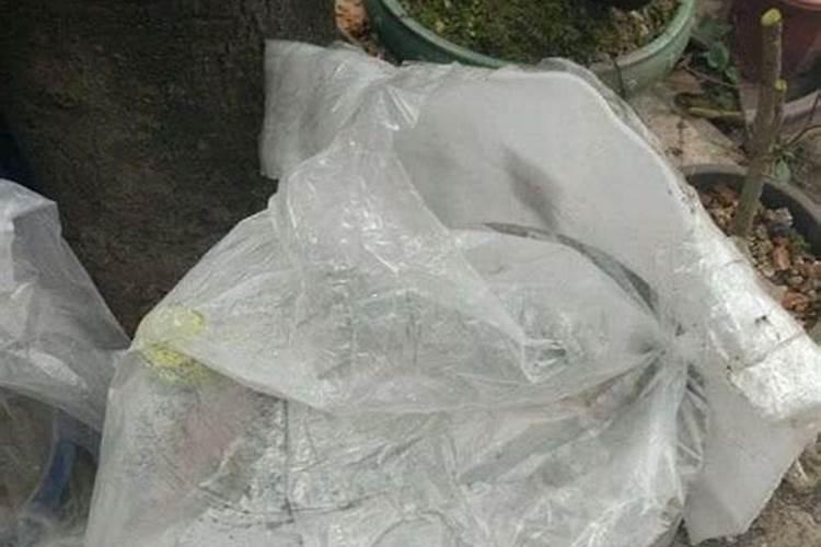 砂糖橘下山桩好不好养活