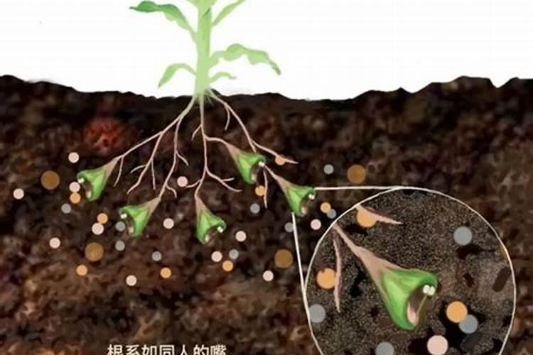 新型肥料功效与趋势