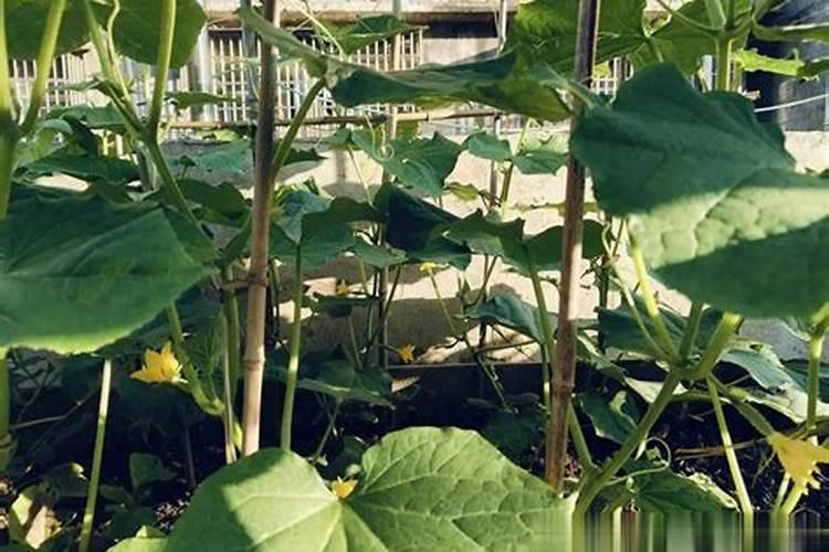 百香果多久施一次肥 施什么肥好