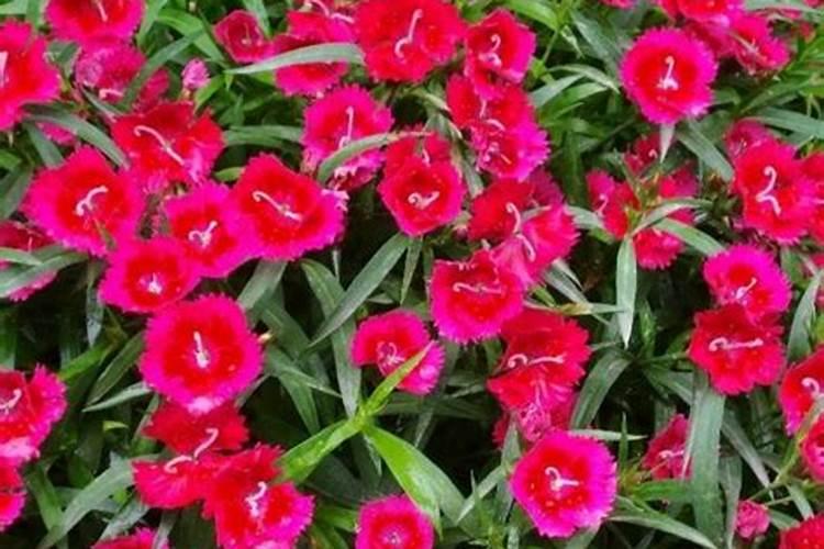 西安松花菜秋季种植时间