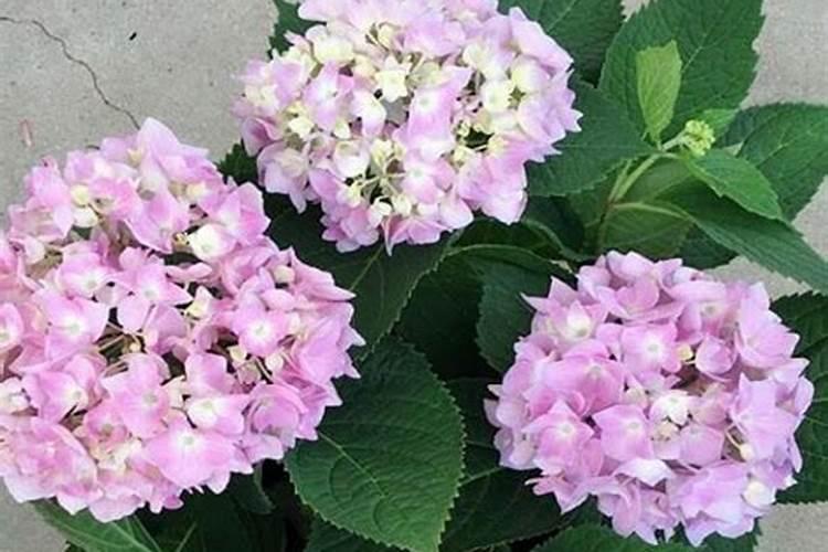 西兰花施什么肥最好