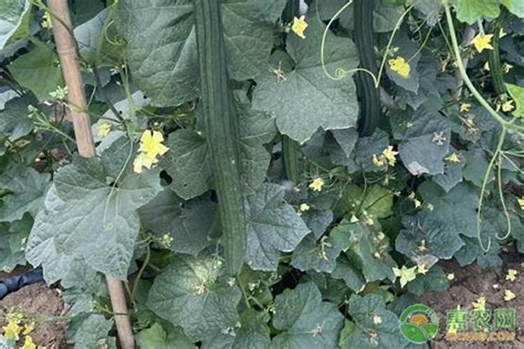 直播水稻什么时间施钾肥二次除草什么时候最好怎么管理？