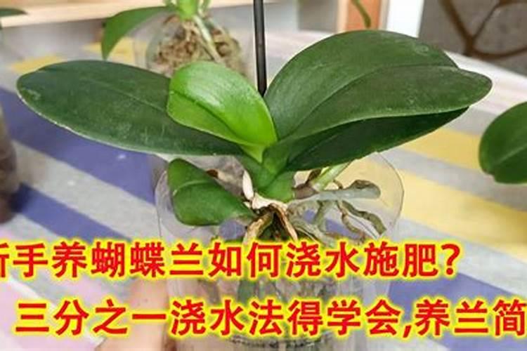 蝴蝶兰怎么施肥