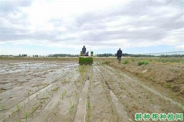 钙镁肥的正确使用方法