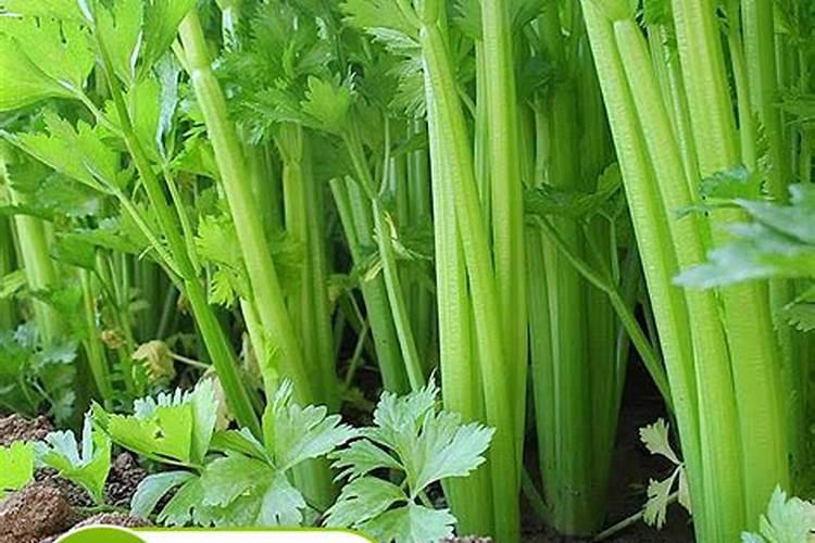 芹菜如何种植？