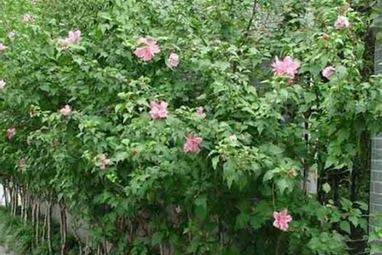 木槿花骨朵没开就掉了要怎么办 是什么原因导致的