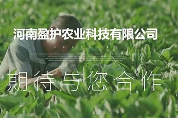 植物叶片发黄要施什么肥