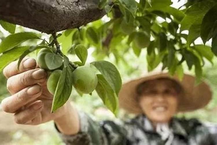 果树叶面肥有哪些